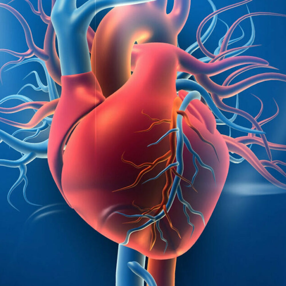 Cardiovascular
