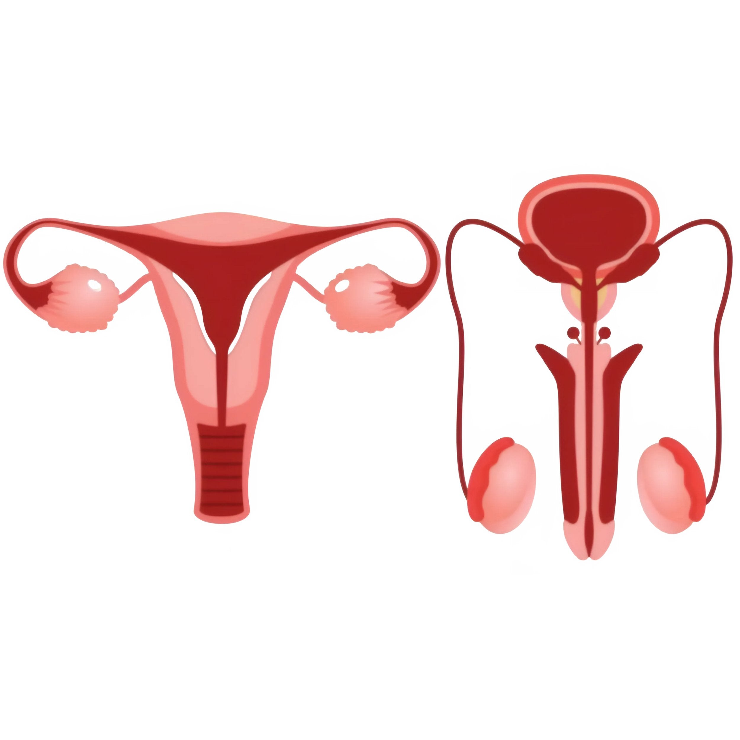 Reproductive & Urinary